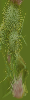 Scottish Thistle